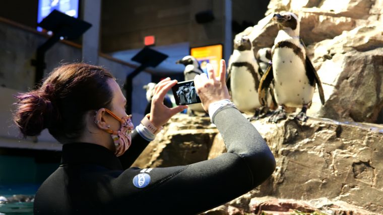 Aquarium staffer taking photos of penguins in exhibit